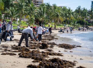 Hypnea on Nayarit beach