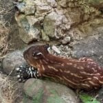 newborn tapir in Chiapas