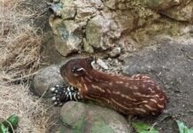 newborn tapir in Chiapas