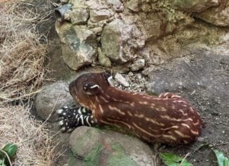 newborn tapir in Chiapas