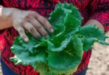head of lettuce