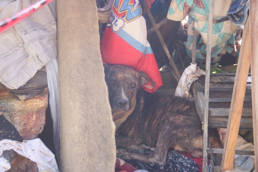 Quintana Roo moves to guarantee pet spaces at hurricane shelters