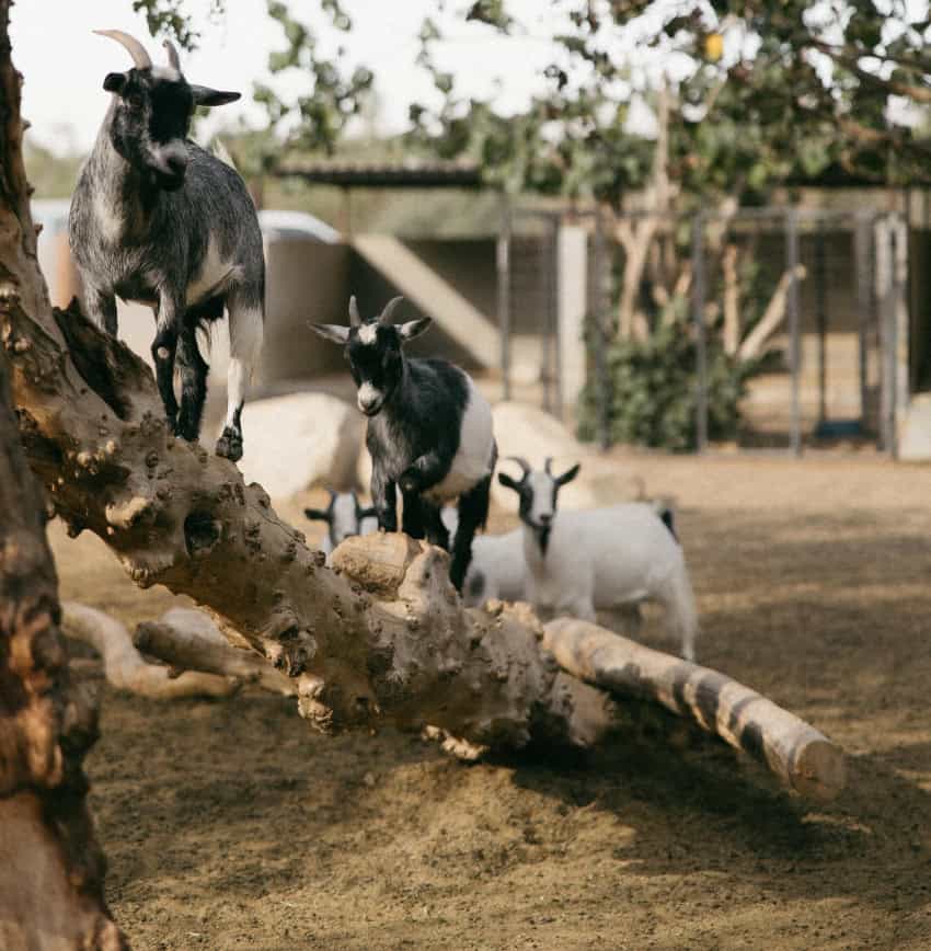 Goats climbing trees at Acre in Los Cabos