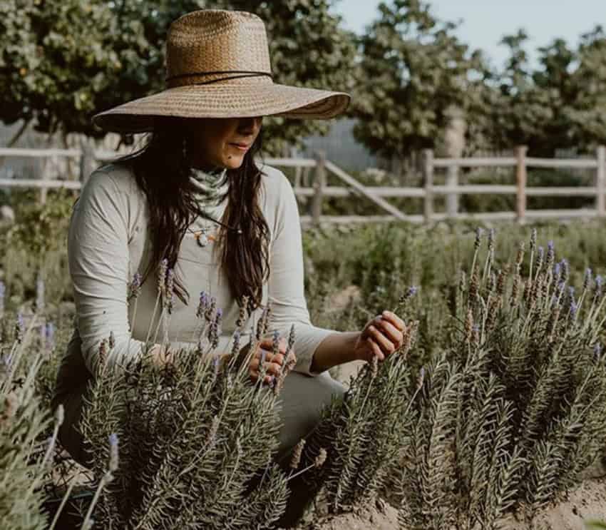 Checking the status of herbs in Acre's 25-acre orchard