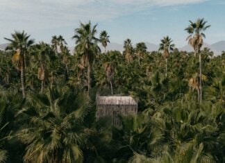 Acre Resort treehouse in Los Cabos