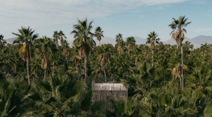 Acre Resort treehouse in Los Cabos