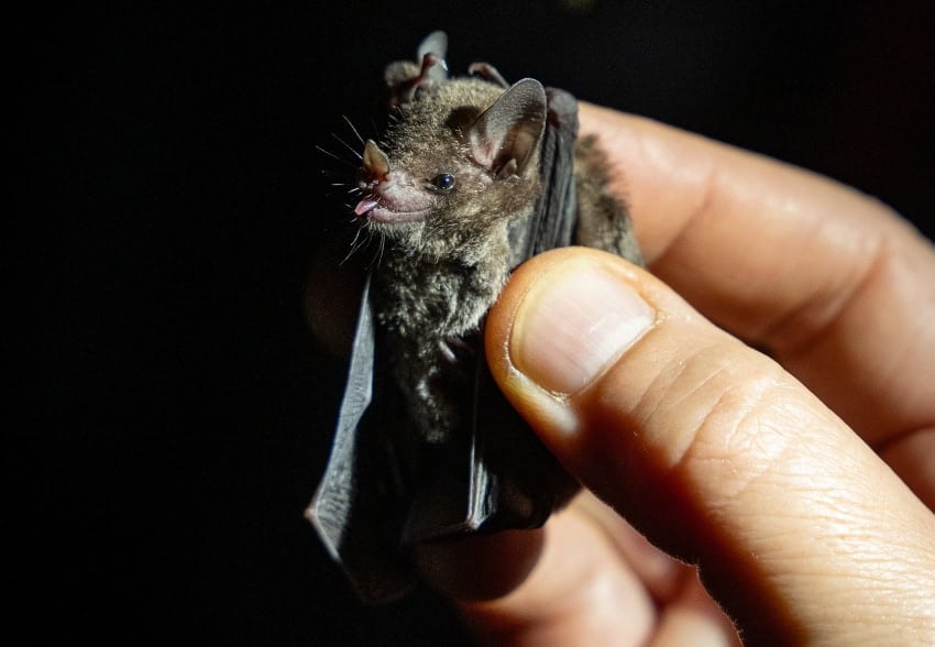 Studying a small bat in Oaxaca