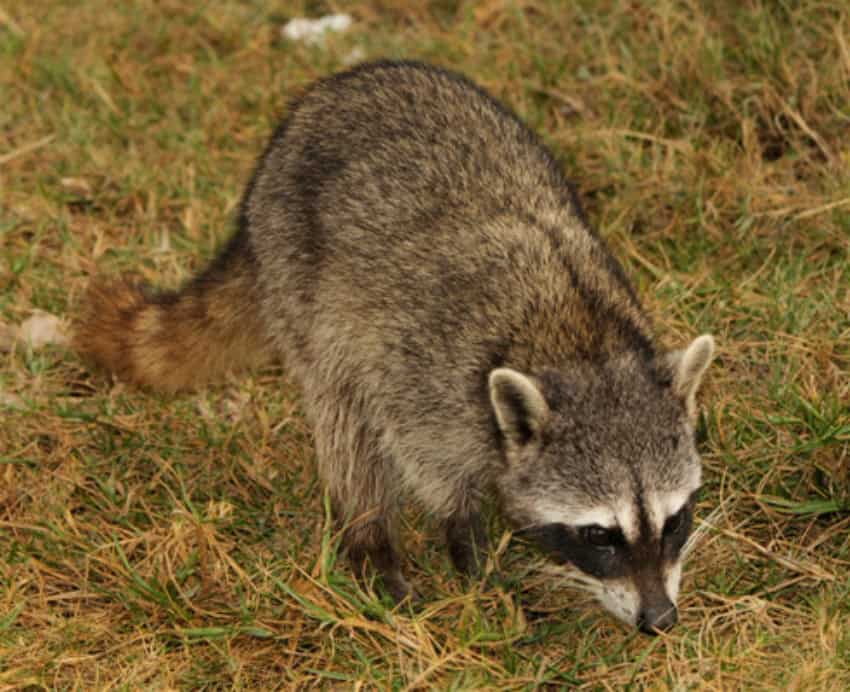 Cozumel raccoon foraging for food