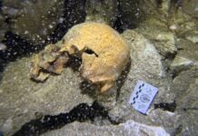 a cranium and part of a mandible (seen here) with three molars.