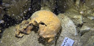 a cranium and part of a mandible (seen here) with three molars.