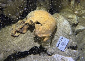 a cranium and part of a mandible (seen here) with three molars.