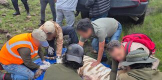 tiger rescue