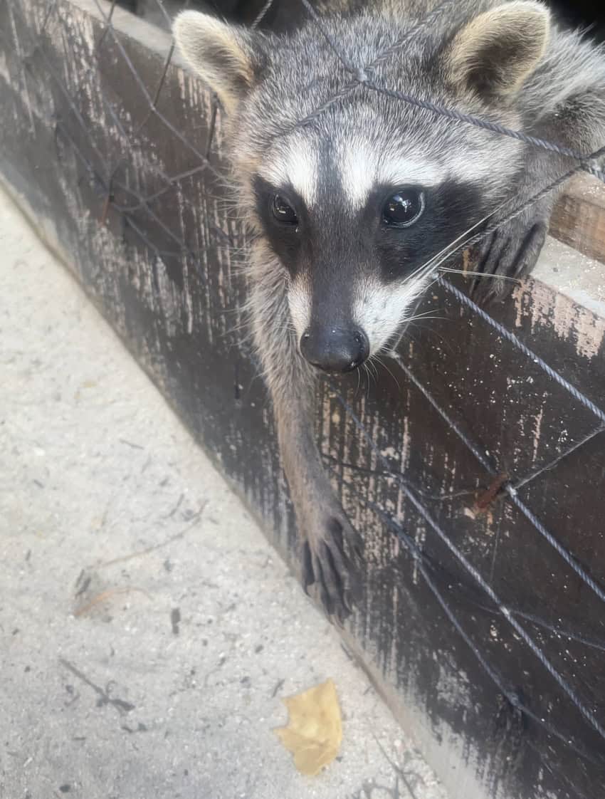 dwarf racoon of Cozumel reaching through a fence for a tortilla chip