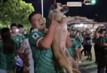 dog celebrating