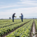 lettuce field