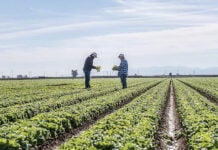 lettuce field
