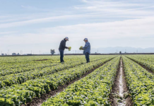 lettuce field