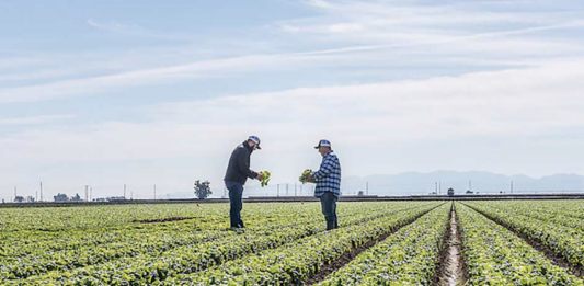 lettuce field