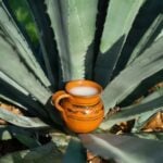 Pulque serving perched in an agave plant