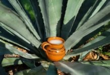Pulque serving perched in an agave plant