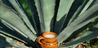 Pulque serving perched in an agave plant