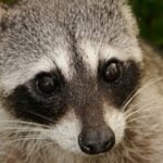 Cozumel raccoons close-up