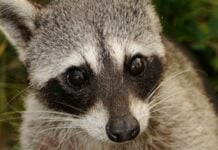 Cozumel raccoons close-up