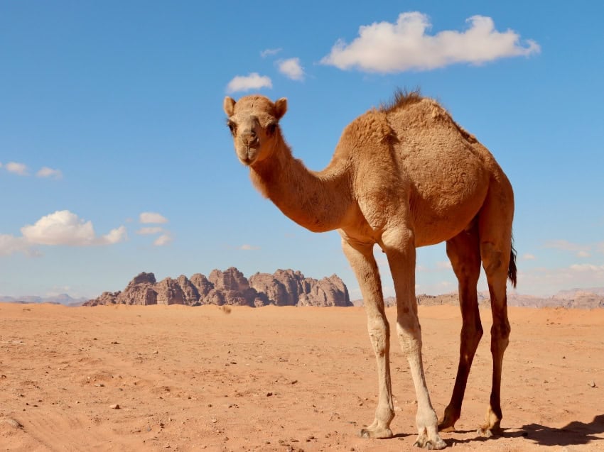 Camel standing in the desert