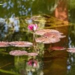Riverside setting at Vallarta Botanical Gardens