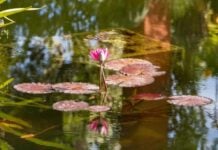Riverside setting at Vallarta Botanical Gardens