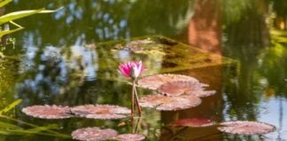 Riverside setting at Vallarta Botanical Gardens