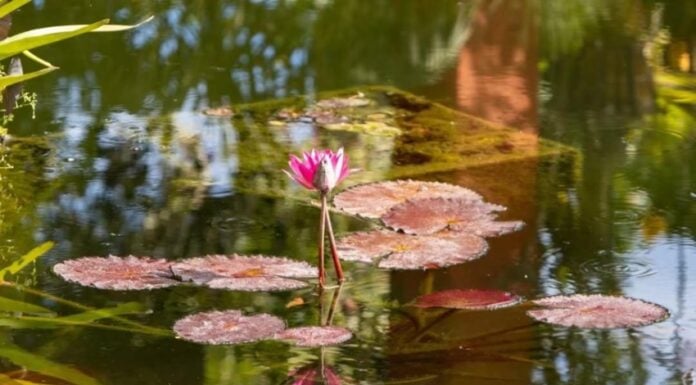 Riverside setting at Vallarta Botanical Gardens