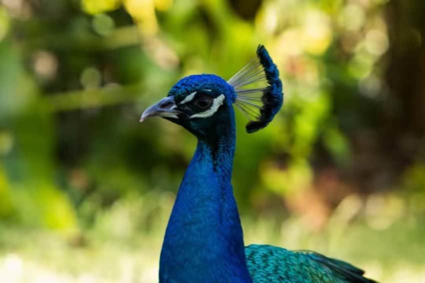 Peacock in Vallarta Botanical Gardens showing iridescent plumage