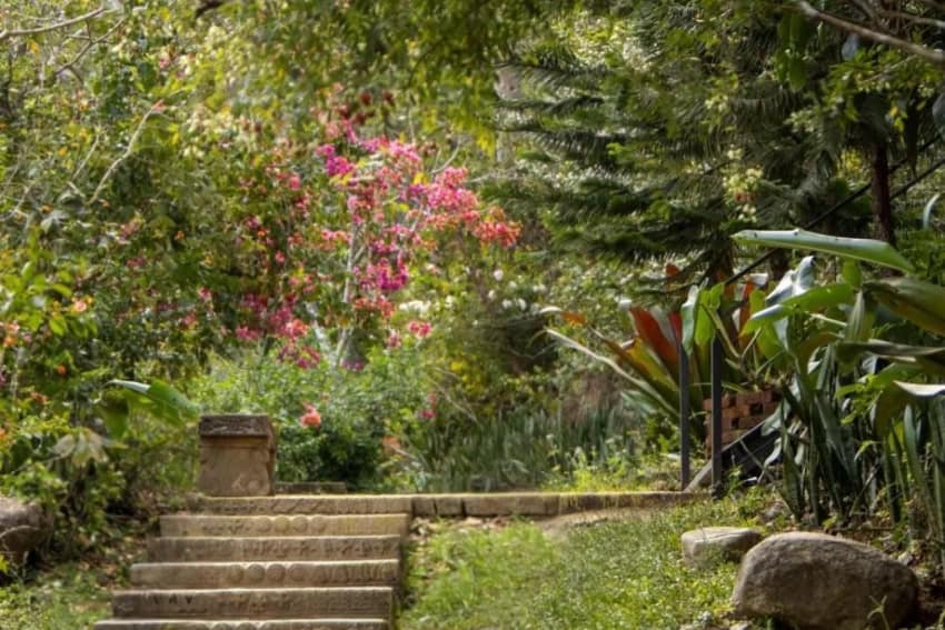 Flowers and trees in colorful array at the Vallarta Botanical Gardens