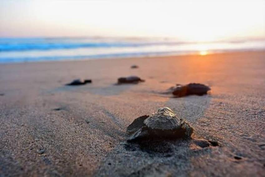 Endangered sea turtle hatchlings making their way to the sea in Puerto Vallarta