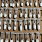 tubes for smuggling queen ants