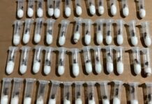tubes for smuggling queen ants