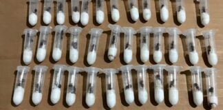 tubes for smuggling queen ants
