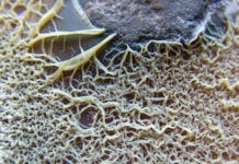streptomyces