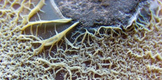 streptomyces