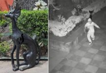 Two photos: one shows security camera footage of a person in a white hoodie stealing a plaque and the other shows the sculpture Black Dog by Leonora Carrington
