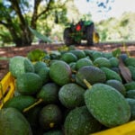 avocados