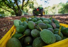 avocados