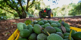 avocados