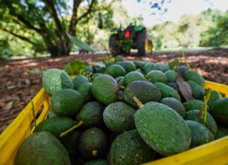 avocados