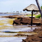 Sargassum piles up on the shores of Puerto Morelos, Quintana Roo.