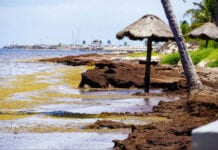 Sargassum piles up on the shores of Puerto Morelos, Quintana Roo.