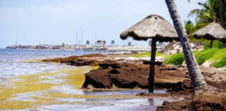 Sargassum piles up on the shores of Puerto Morelos, Quintana Roo.