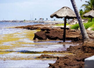 Sargassum piles up on the shores of Puerto Morelos, Quintana Roo.