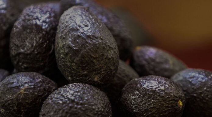 avocados